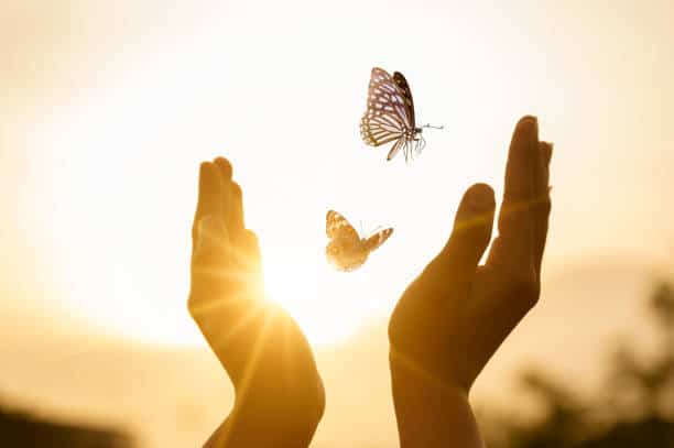The girl frees the butterfly from moment Concept of freedom. Are You Looking for the Butterfly of Mystical Happiness