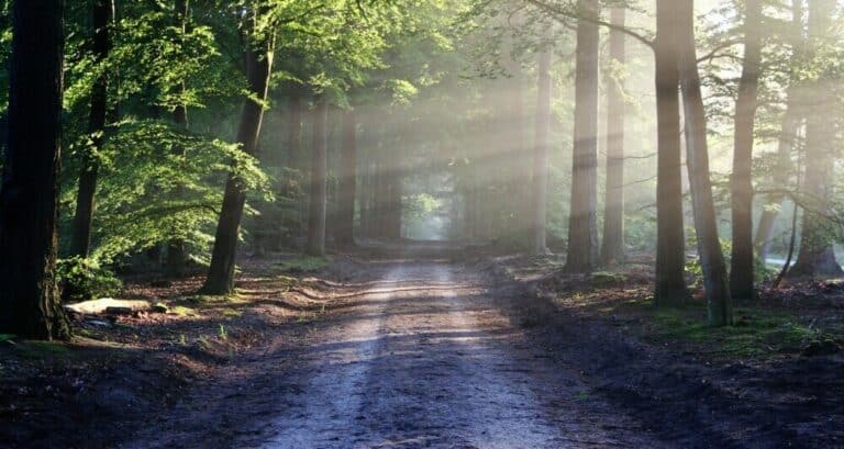 The Path To Success And Growth